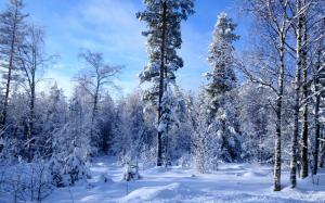 Winter forest snow much wallpaper thumb