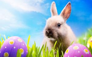Rabbit and Easter eggs wallpaper thumb