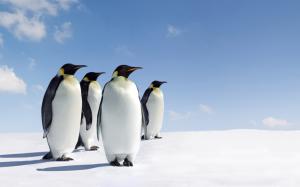 Penguins Birds Snow HD wallpaper thumb