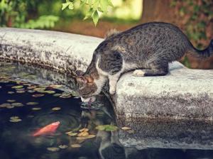 Thirsty cat, water, fish wallpaper thumb