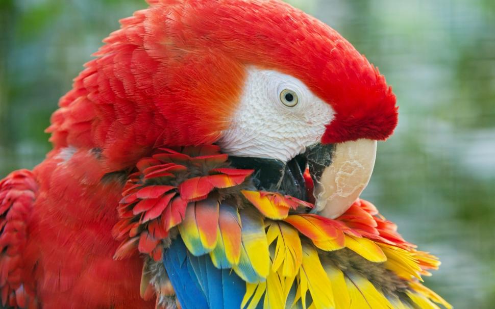 Beauty Red Parrot wallpaper,parrot HD wallpaper,red parrot HD wallpaper,feathers HD wallpaper,2560x1600 wallpaper