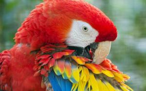 Beauty Red Parrot wallpaper thumb