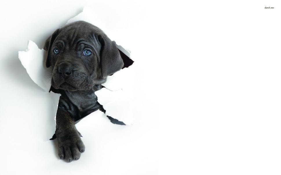 Cute Labrador Puppy wallpaper | animals | Wallpaper Better