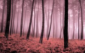 Fog In The Forest wallpaper thumb