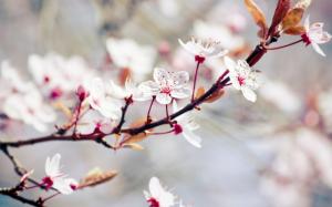 White flowers, spring trees wallpaper thumb