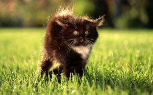 Black Angry Kitty Pictures Free wallpaper thumb