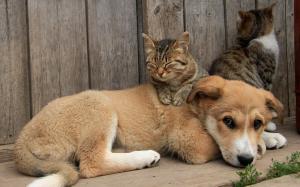 Dog and cats friends wallpaper thumb