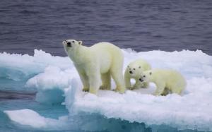 Bear and cubs on an ice floe wallpaper thumb
