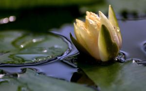 Water Lilies Plants Flowers HD Pictures wallpaper thumb