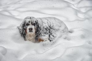 Dog, Winter, Animals wallpaper thumb