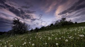 Dandelion Grass Trees Clouds HD wallpaper thumb