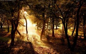 autumn, trees, branches, light wallpaper thumb