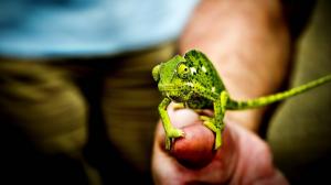 Little green chameleon, hand, fingers wallpaper thumb