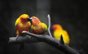 Loving Parrots wallpaper thumb