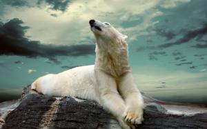 Polar Bear Dreaming wallpaper thumb
