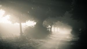 Morning Forest Foggy  Laptop Backgrounds wallpaper thumb