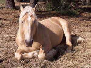 a lazy day awesome horse HD wallpaper thumb