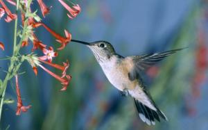 Hummingbird wallpaper thumb