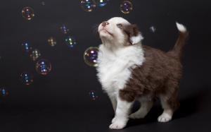 Dog look at bubbles wallpaper thumb