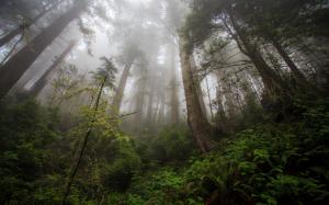 Northern California, Redwood heaven, trees, fog wallpaper thumb