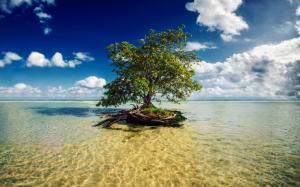 Mayan Riviera, Mexico, one tree in the sea water wallpaper thumb
