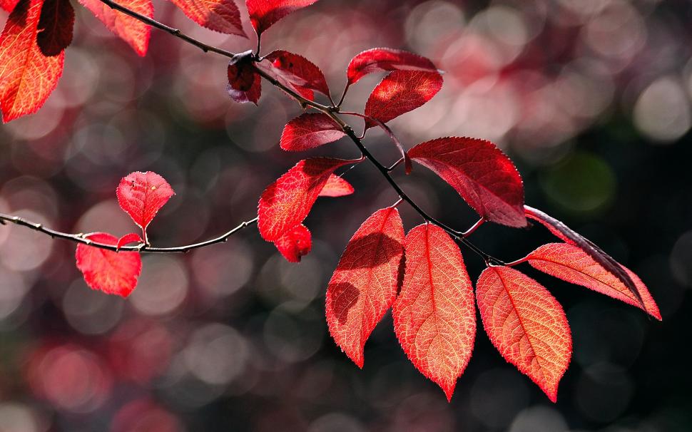 Autumn red leaves, twig, sunlight wallpaper,Autumn HD wallpaper,Red HD wallpaper,Leaves HD wallpaper,Twig HD wallpaper,Sunlight HD wallpaper,1920x1200 wallpaper