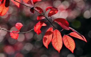 Autumn red leaves, twig, sunlight wallpaper thumb
