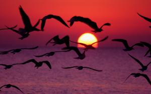 Sunset Sea Sky Horizon Birds Landscape wallpaper thumb