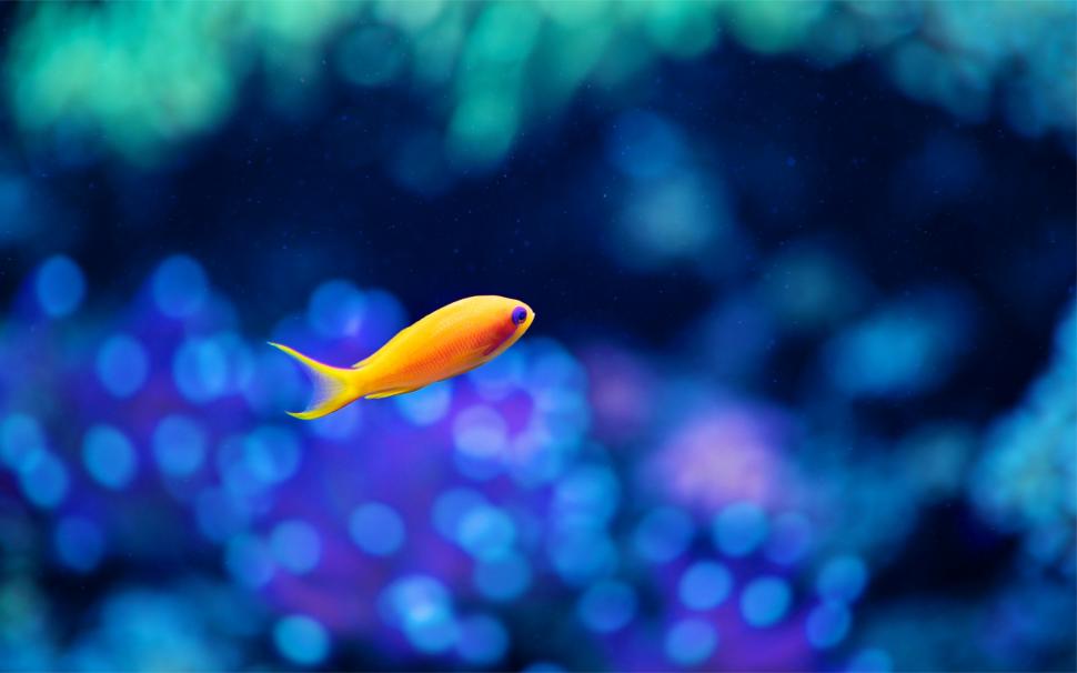 A yellow fish in the water, the fuzzy blue background wallpaper,Yellow HD wallpaper,Fish HD wallpaper,Water HD wallpaper,Fuzzy HD wallpaper,Blue HD wallpaper,Background HD wallpaper,2560x1600 wallpaper