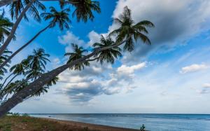 Nature, Landscape, Palm Trees, Beach, Tropical, Sea, Sri Lanka, Sunrise, Water wallpaper thumb