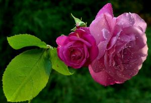 Gorgeous Wet Roses wallpaper thumb