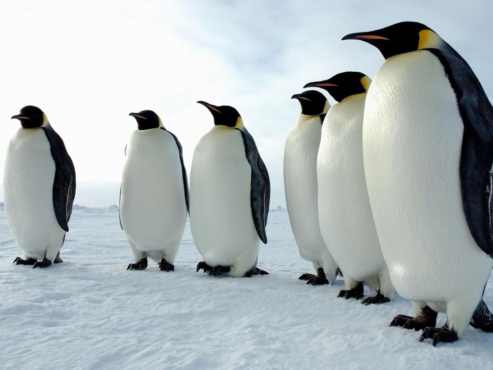 *** Penguins *** wallpaper,snow HD wallpaper,penguins HD wallpaper,animals HD wallpaper,2560x1920 wallpaper