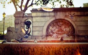 Pigeon Drink At City Fontain wallpaper thumb