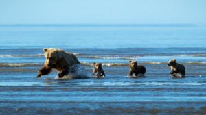 Bear and bear babies hunting fish in the water wallpaper thumb