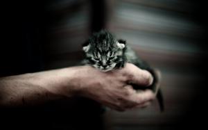 Cat Kitten Hand HD wallpaper thumb