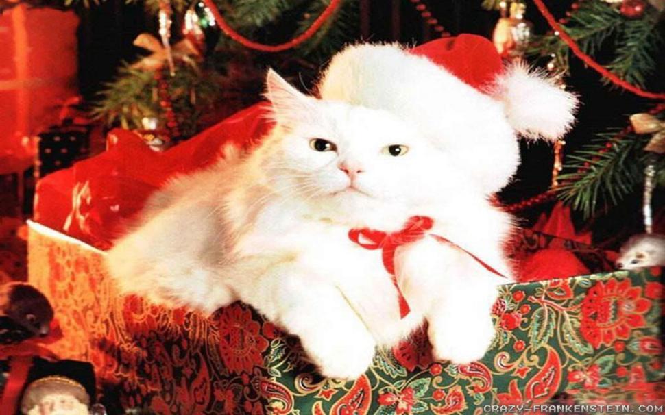 Cat By The Christmas Tree wallpaper,feline HD wallpaper,gifts HD wallpaper,tree HD wallpaper,white HD wallpaper,animals HD wallpaper,1920x1200 wallpaper