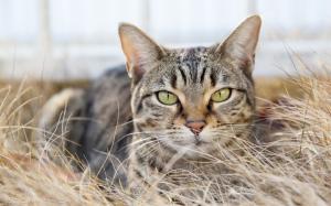 Gray striped cat hidden in the dry grass wallpaper thumb