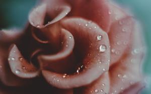 Rose wallpaper thumb