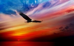 Independence Day 4th of July Eagle Bald Eagle Bird Sunset HD wallpaper thumb
