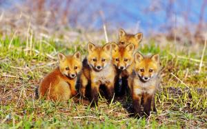Five cute little fox wallpaper thumb