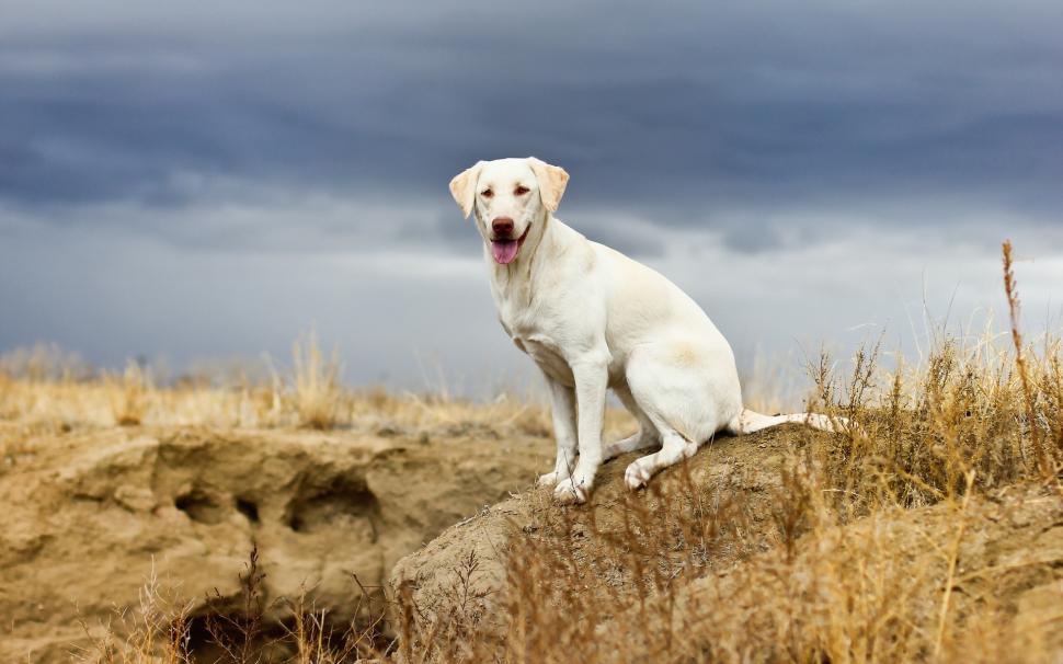 White dog, look, nature, cloudy wallpaper,White HD wallpaper,Dog HD wallpaper,Look HD wallpaper,Nature HD wallpaper,Cloudy HD wallpaper,1920x1200 wallpaper
