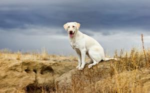 White dog, look, nature, cloudy wallpaper thumb