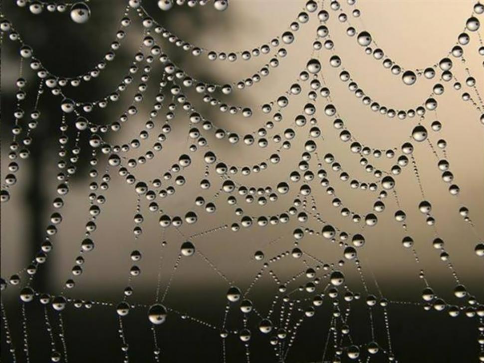 The web nature rain spider HD wallpaper,nature wallpaper,spider wallpaper,rain wallpaper,web wallpaper,1024x768 wallpaper