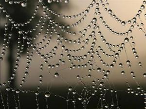 the web nature rain spider HD wallpaper thumb