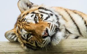 Amur tiger, eyes, face close-up wallpaper thumb