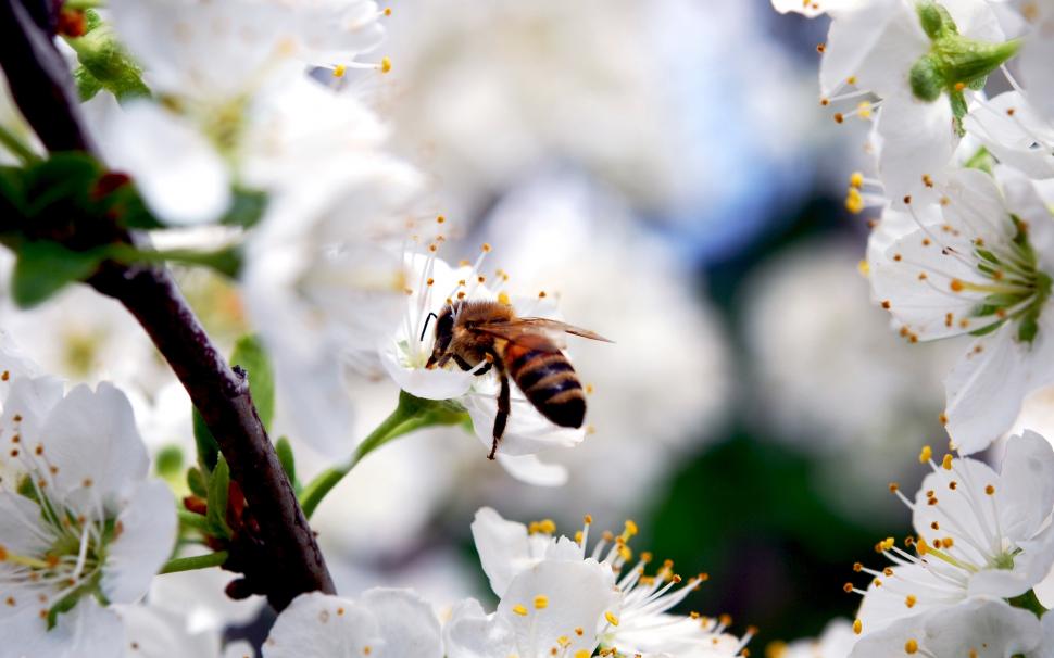 White cherry flowers, insect bee, spring wallpaper,White HD wallpaper,Cherry HD wallpaper,Flowers HD wallpaper,Insect HD wallpaper,Bee HD wallpaper,Spring HD wallpaper,2560x1600 wallpaper