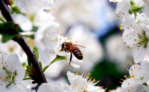 White cherry flowers, insect bee, spring wallpaper thumb