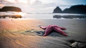 Pink Starfish On The Beach wallpaper thumb