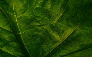 Leaf Green HD wallpaper thumb
