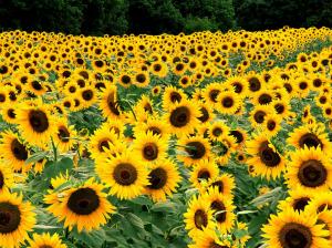 Field of Sunflowers HD wallpaper thumb